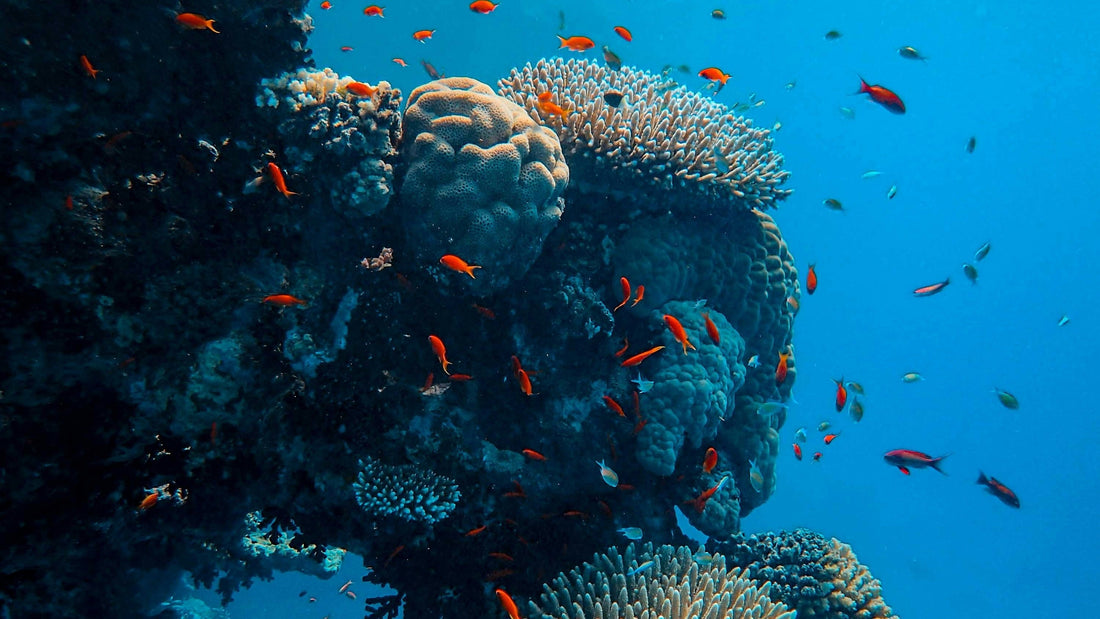 The spillover effect: How protected waters create a natural marine engine