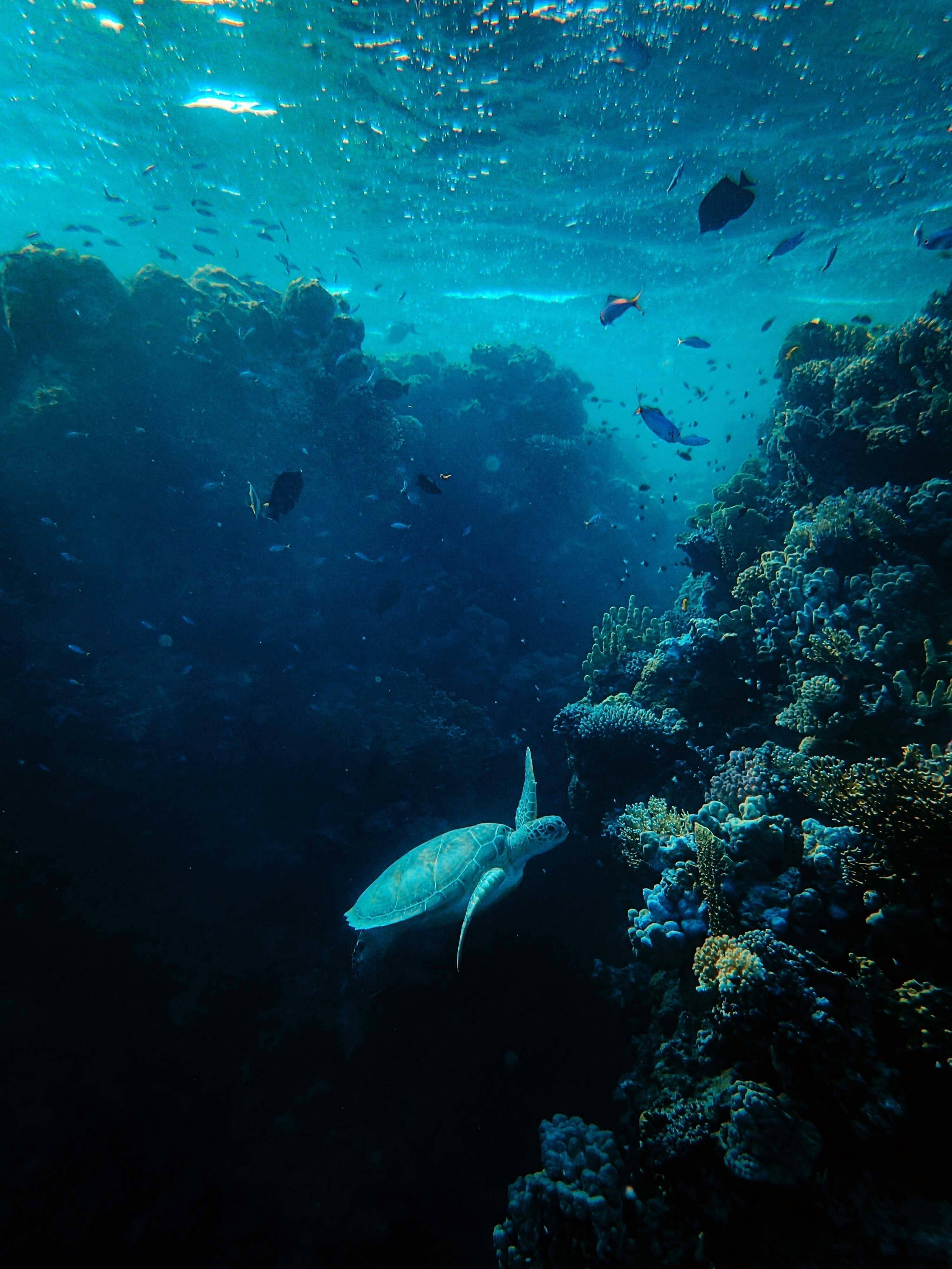 How Blue Marine Foundation Is restoring our marine life