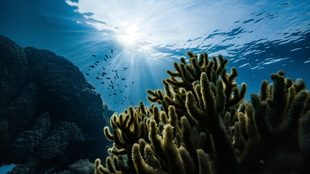 Less than 3% of our ocean is truly protected—here’s why that needs to change