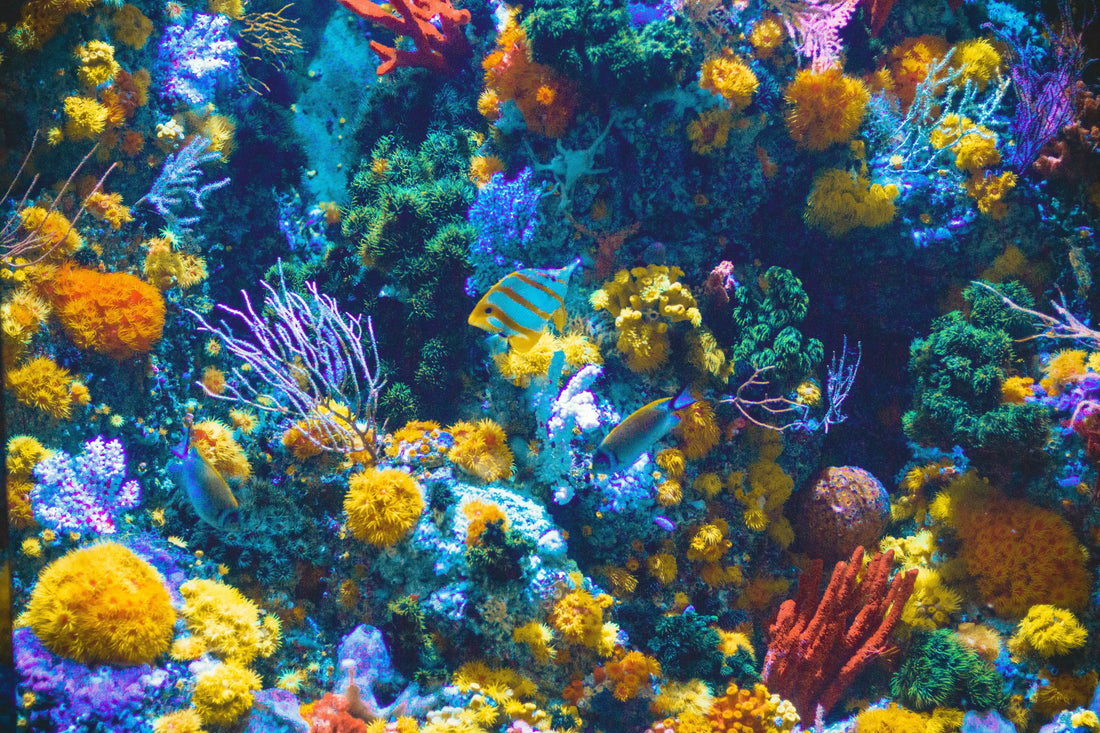 Reef